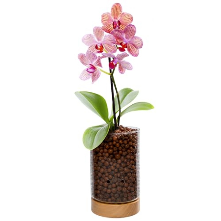 Clay Pebble Growing - Glass Planter with Wooden Base -