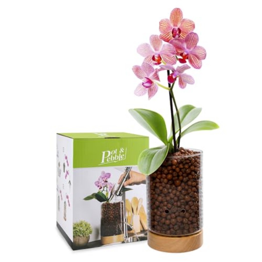 Glass Planter with Wooden Base - Clay Pebble Growing reseña y precio