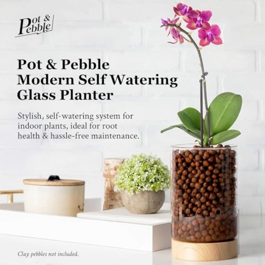 Glass Planter with Wooden Base - Clay Pebble Growing reseña y precio