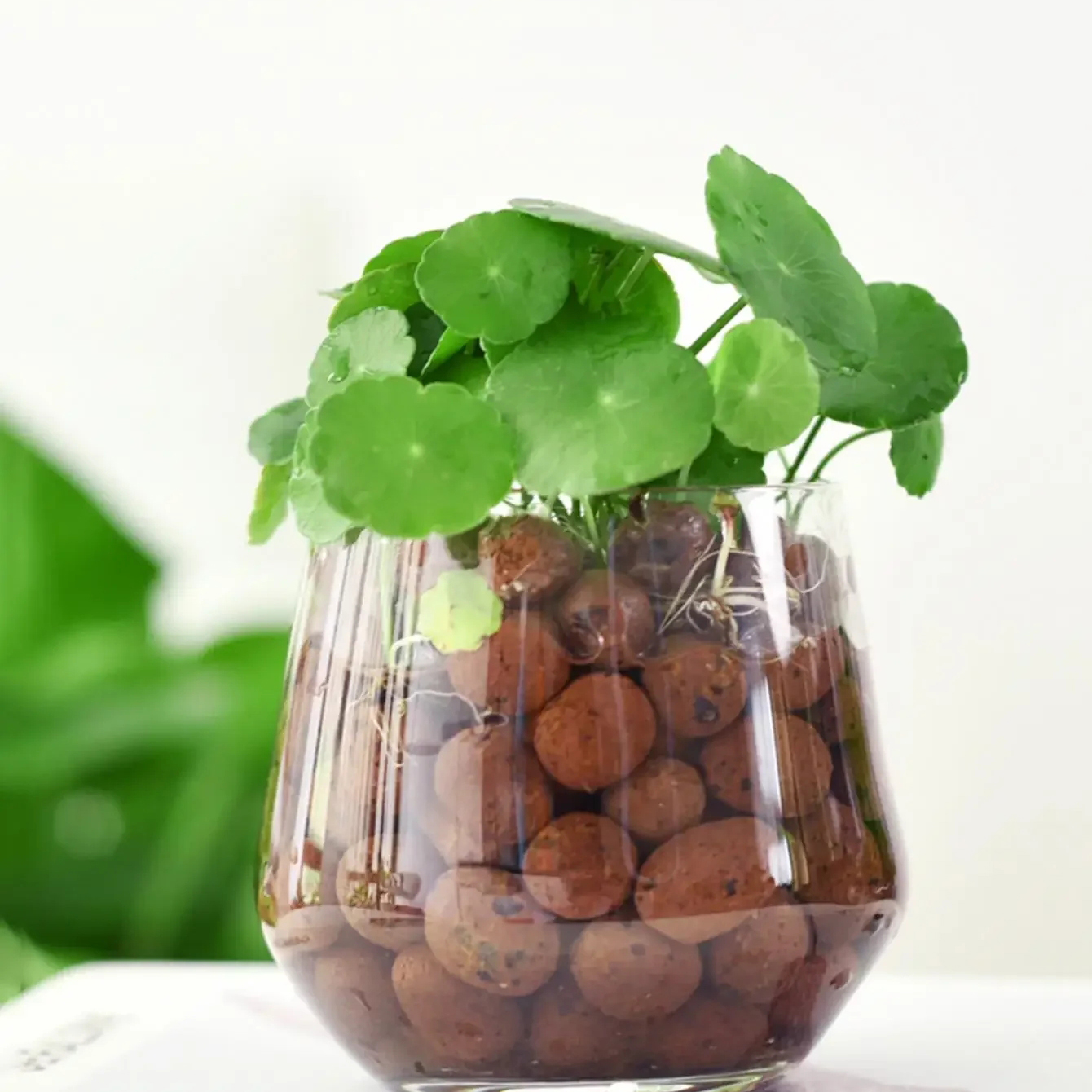 500g/pack Leca Balls Clay Pebb - Clay Pebble Growing reseña y precio
