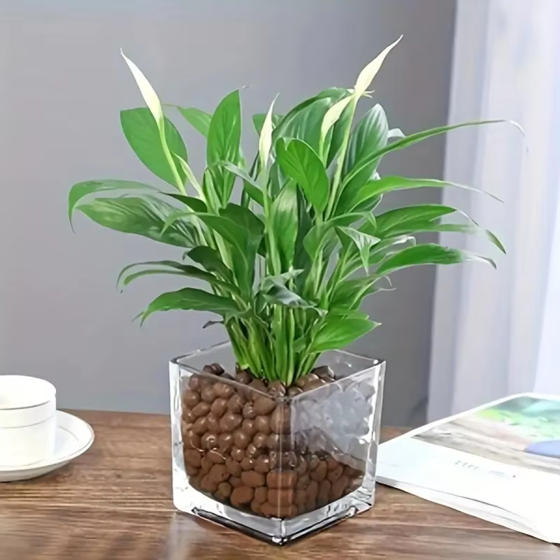 1LB Reusable Hydroponic Clay P - Clay Pebble Growing reseña y precio